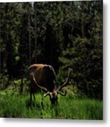Elk Grazing In A Sunlit Forest In Grand Teton National Park Metal Print