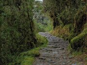 Moss-covered Path Through Lush Forest On The Inca Trail Jigsaw Puzzle