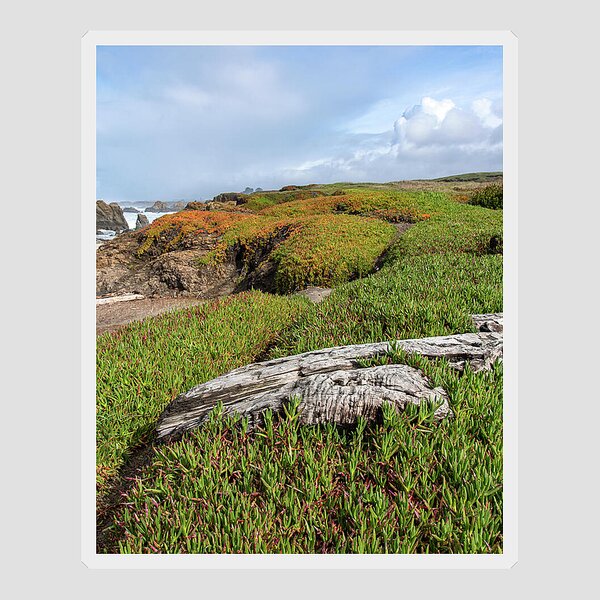 Coastal Landscape with Driftwood Sticker