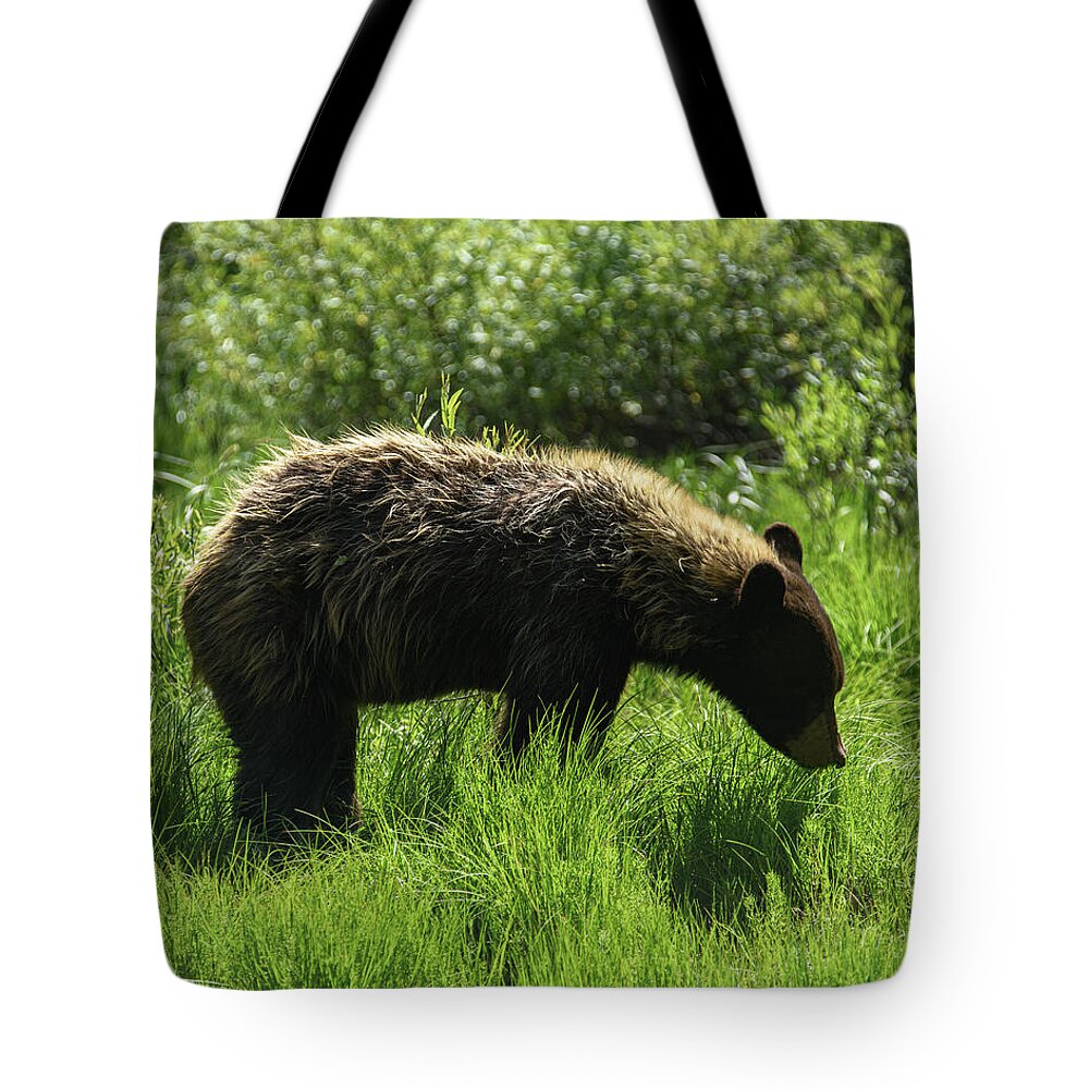 Solitary Bear In Grand Teton National Park Tote Bag