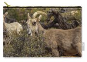 Bighorn Sheep in Zion National Park Zip Pouch by Brandon Wichmann