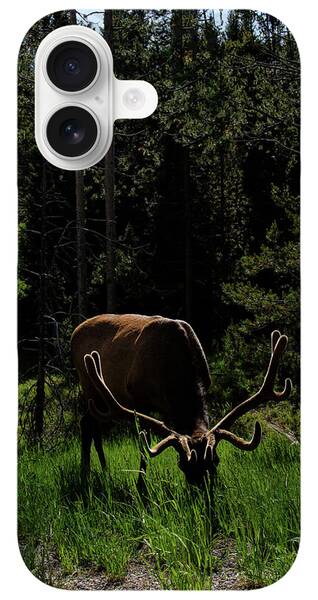 Wildlife iPhone Cases