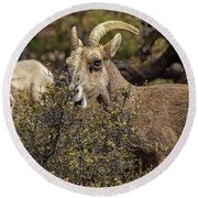 Bighorn Sheep in Zion National Park Round Beach Towel by Brandon Wichmann