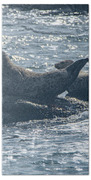 Seals Resting On Rocky Shoreline Beach Towel