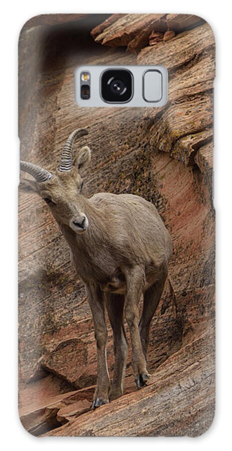 Bighorn Sheep On Rocky Terrain Galaxy Case