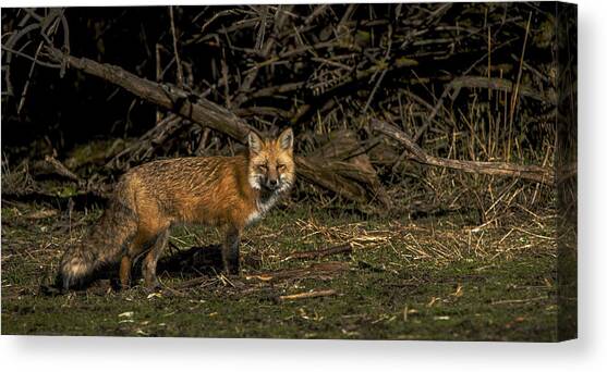 Fox in Sunlit Forest Clearing Canvas Art Print by Brandon Wichmann
