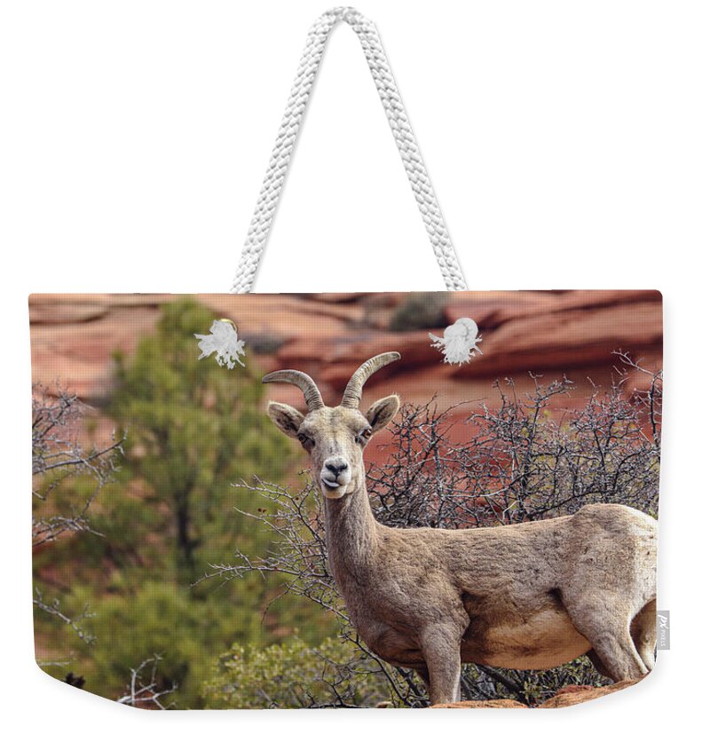 Big Horn Sheep In Zion National Park Weekender Tote Bag