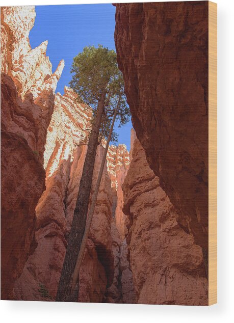 Tree Reaches Skyward In Bryce Canyon National Park Wood Print