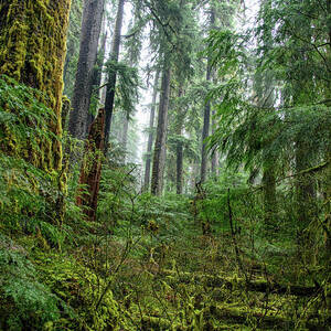 Misty Forest Silhouettes in Olympic National Park by Brandon Wichmann