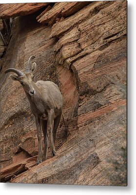 Wildlife Metal Prints