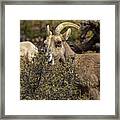 Mountain Goats in Natural Habitat Framed Print