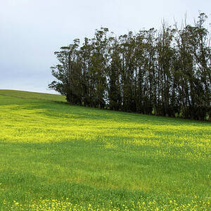 Rolling Hills with Blooming Wildflowers by Brandon Wichmann Rolling Hills with Blooming Wildflowers by Brandon Wichmann