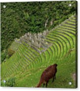 Winay Wayna With Grazing Llama Acrylic Print
