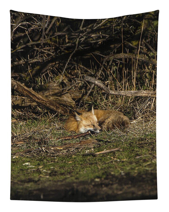 Peaceful Fox In Sunlit Meadow Tapestry