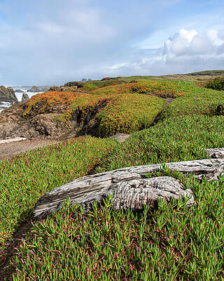 Coastal Landscape with Driftwood Wall Art
