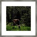 Elk Grazing In A Sunlit Forest In Grand Teton National Park Framed Print
