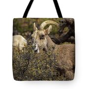 Mountain Goats in Natural Habitat Tote Bag