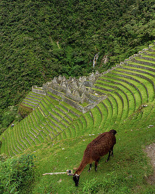 Nature Wall Art featuring the photograph Winay Wayna With Grazing Llama by Brandon Wichmann