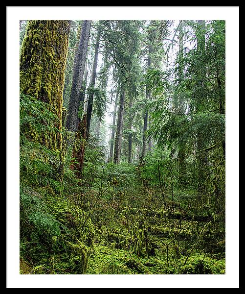 Misty Forest Silhouettes In Olympic National Park Framed Print
