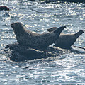 Seals Resting on Rocky Shoreline by Brandon Wichmann