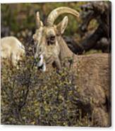 Mountain Goats in Natural Habitat Canvas Print
