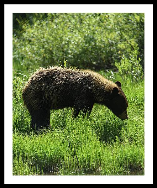 Solitary Bear In Grand Teton National Park Framed Print
