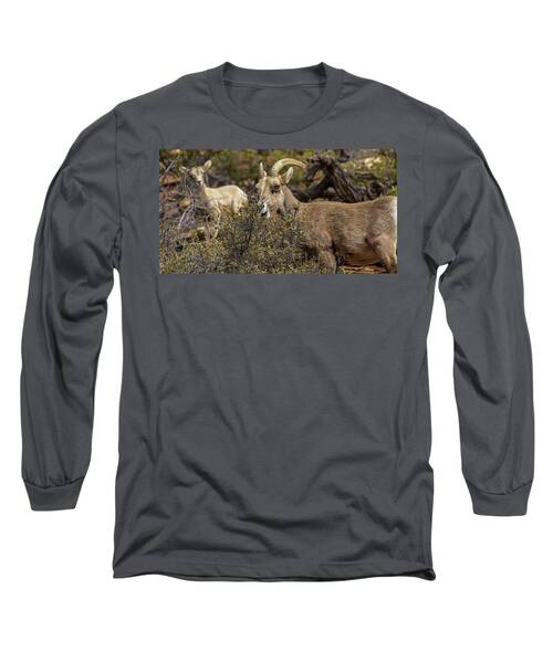 Bighorn Sheep in Zion National Park Long Sleeve T-Shirt by Brandon Wichmann