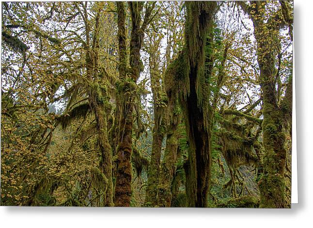 Moss-Covered Trees in a Dense Forest Greeting Card
