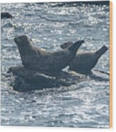 Seals Resting On Rocky Shoreline Wood Print