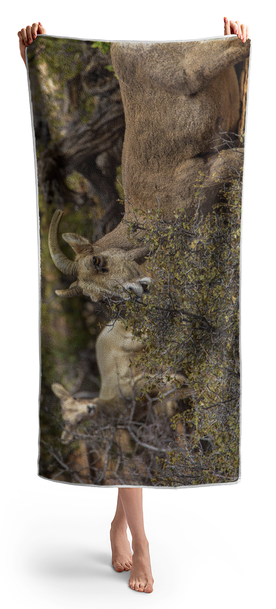Mountain Goats in Natural Habitat Beach Towel