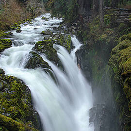 Serene Flow Through Mossy Forest by Brandon Wichmann