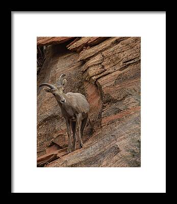 Wilderness Framed Prints