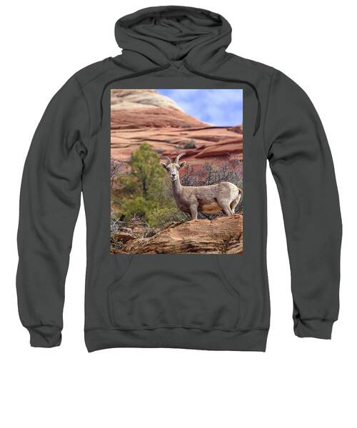 Big Horn Sheep In Zion National Park Sweatshirt