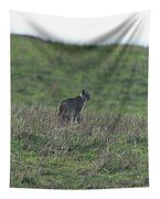 Bobcat in Point Reyes Tapestry by Brandon Wichmann