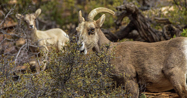 Mountain Goats in Natural Habitat Poster