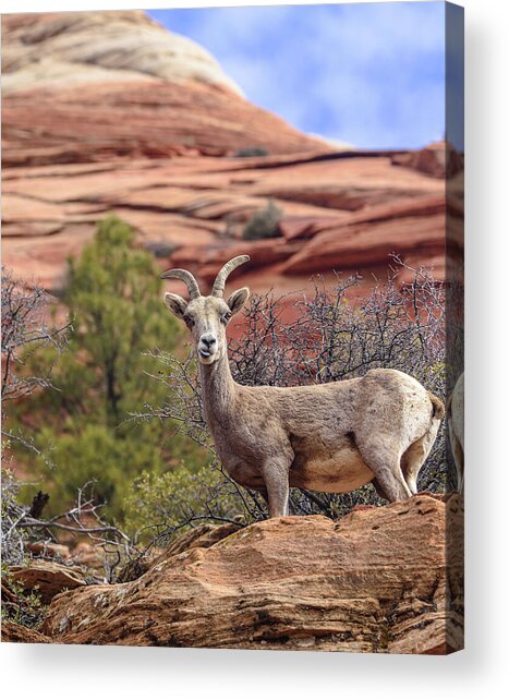 Big Horn Sheep In Zion National Park Acrylic Print