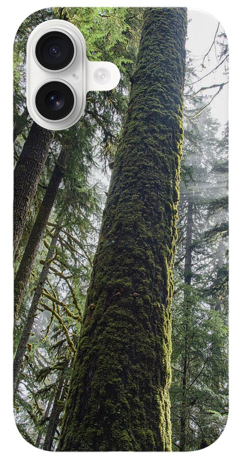 Majestic Forest Canopy In Olympic National Park iPhone Case