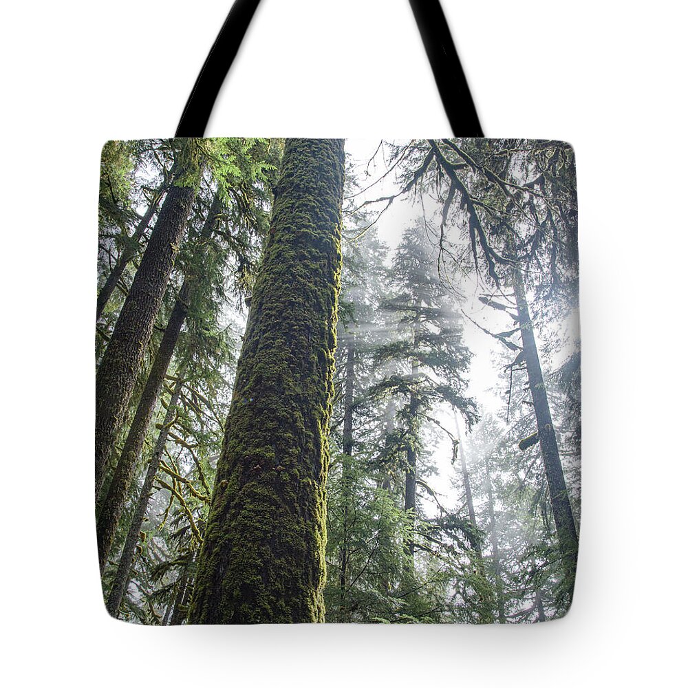 Majestic Forest Canopy In Olympic National Park Tote Bag