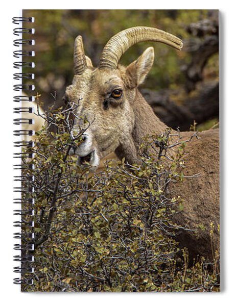 Mountain Goats in Natural Habitat Spiral Notebook