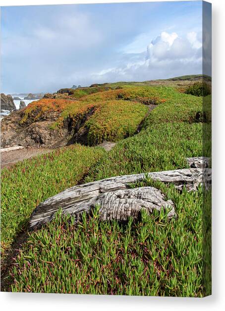 Coastal Landscape with Driftwood Canvas Art Print by Brandon Wichmann