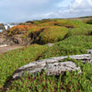 Coastal Landscape with Driftwood Art Print
