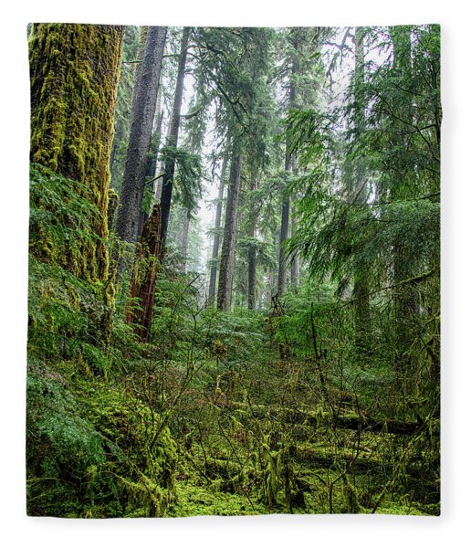 Misty Forest Silhouettes In Olympic National Park Fleece Blanket