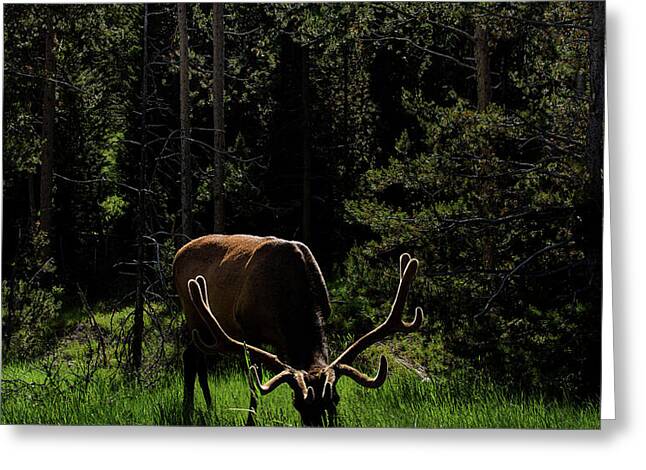 Wildlife Greeting Cards