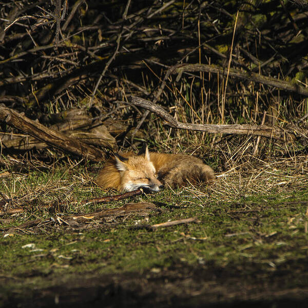 Peaceful Fox In Sunlit Meadow Art Print