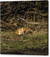 Peaceful Fox In Sunlit Meadow Canvas Print
