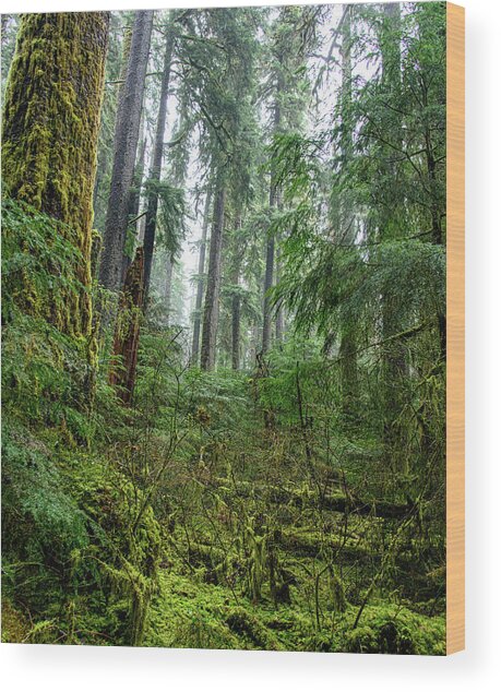 Misty Forest Silhouettes In Olympic National Park Wood Print