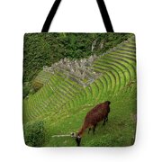 Winay Wayna With Grazing Llama Tote Bag