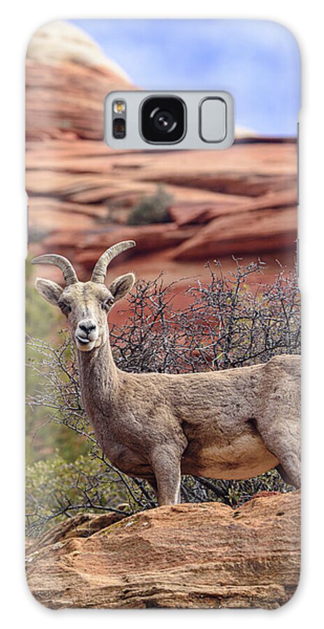 Big Horn Sheep In Zion National Park Galaxy Case