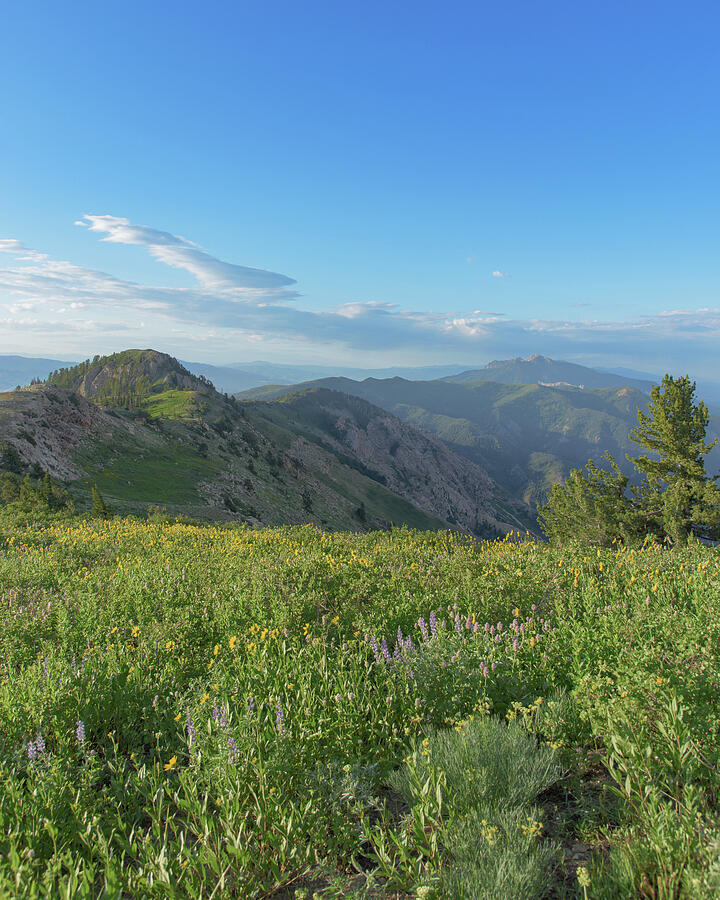 Mountain View with Wildflowers Photograph - Mountain View with Wildflowers by Brandon Wichmann
