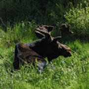 Moose Resting In Sunlit Meadow In Grand Teton National Park Poster